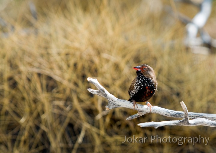 Larapinta_20080616_676 copy.jpg - Painted finch  (Emblema pictum) , Alice Springs Desert Park